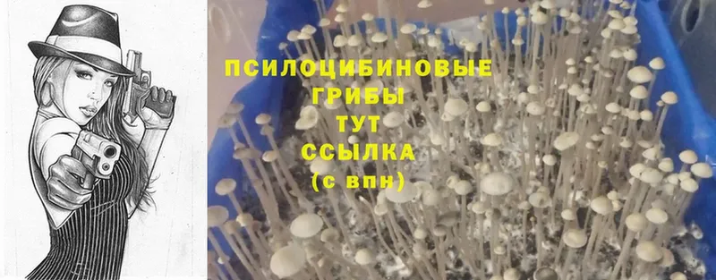 Галлюциногенные грибы ЛСД наркотики Камышин